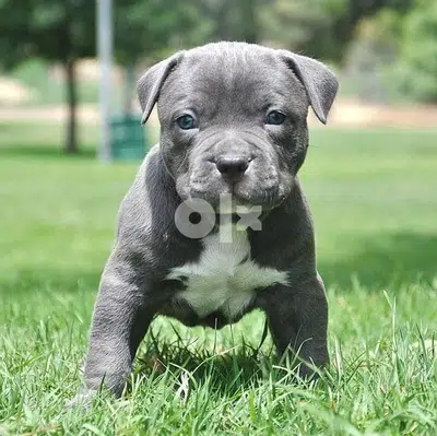 Pitbull Blue Delivery available