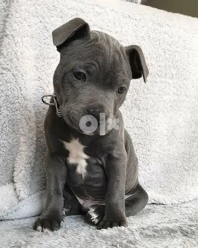 Pitbull Blue Nose Dog Puppy كلاب