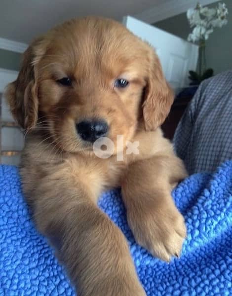Golden Retriever Red Delivery Available 0