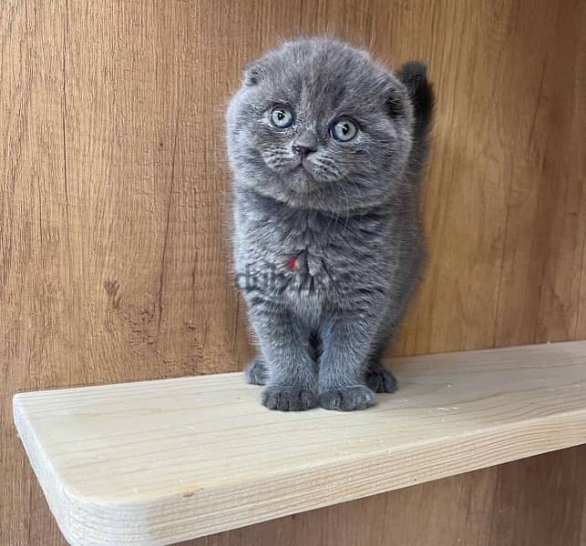 Scottish Fold kitten 0