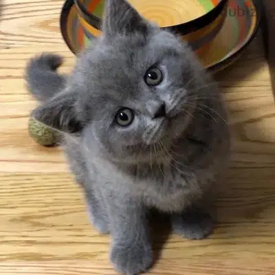 British Kitten Love