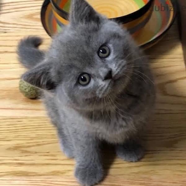 British Kitten Love 0