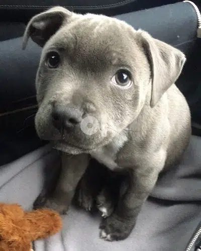 Pitbull blue puppy AVAILABLE NOW