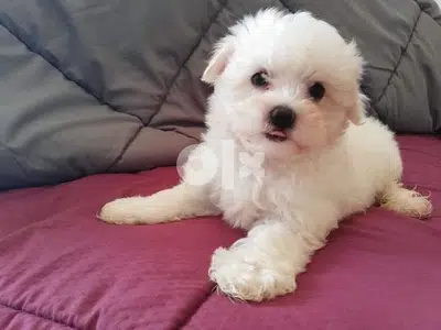 Small Maltipoo white DELIVERY