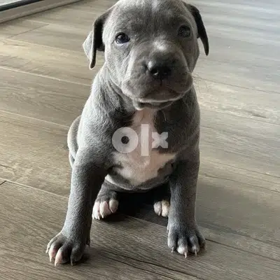 Pitbull Blue Nose PUPPY Dog كلاب