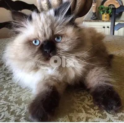Himalayan Kitten bluee Cat قطط