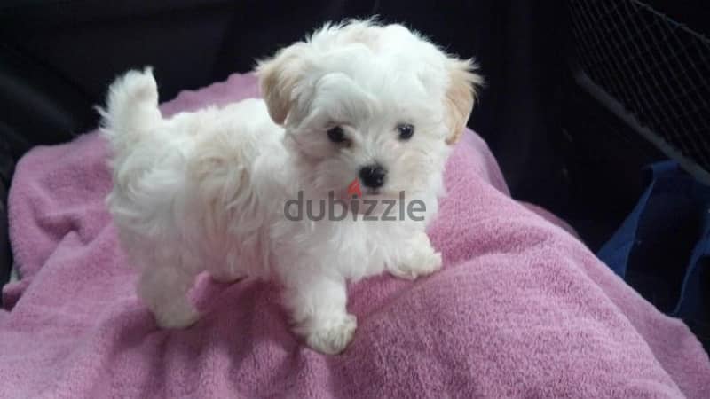 Bichon Maltese small 0