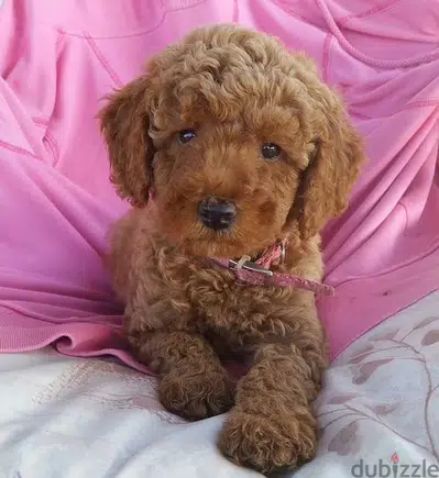 Toy Poodle puppy love  imported
