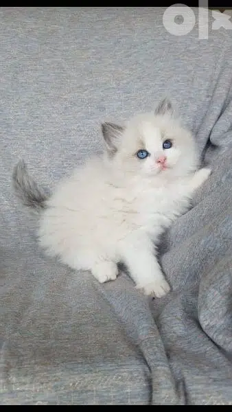Ragdoll Kitten
