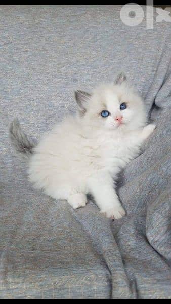Ragdoll Kitten 0
