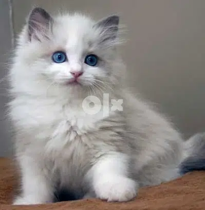 Ragdoll now Available