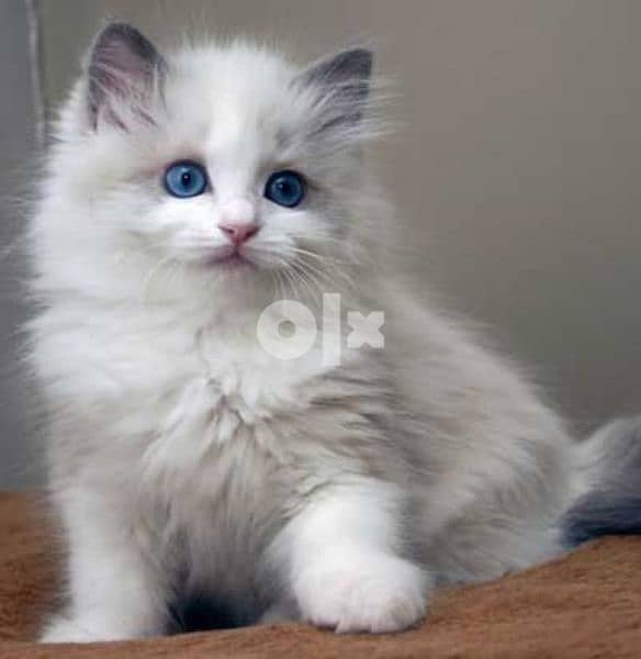 Ragdoll now Available 0