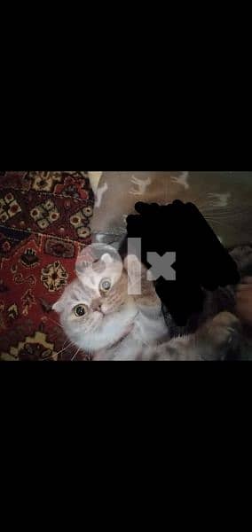 2 scottich fold cats 1