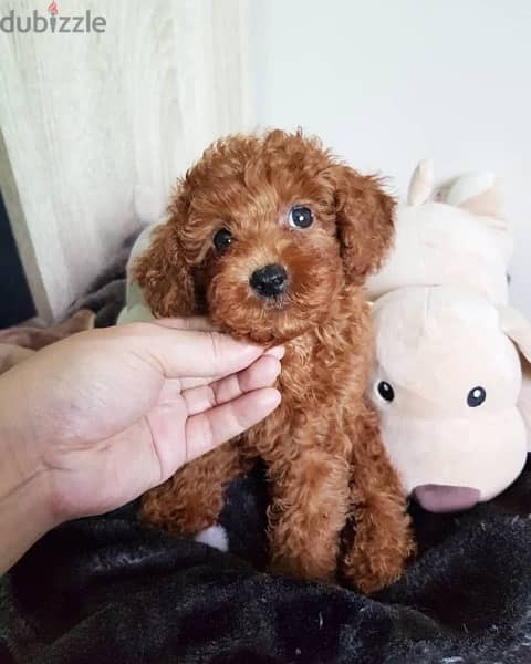 Toy Poodle imported 0