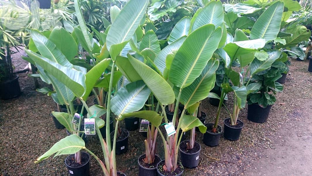 Bird of paradise trees/ banana tree/ Strelitzia 2