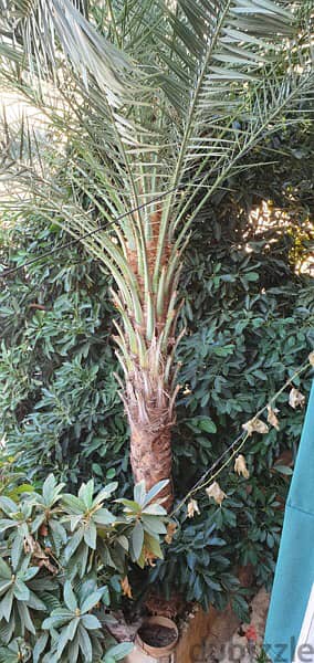 Palm tree for sell 8