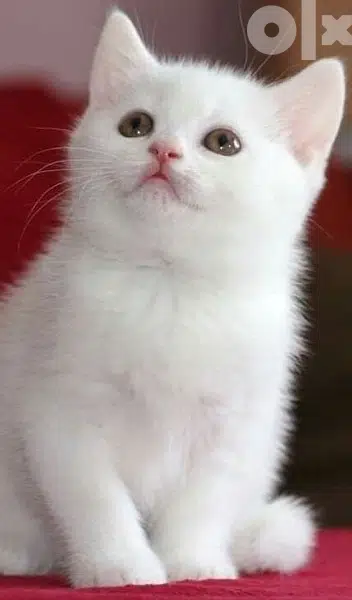 White British Kitten cutest