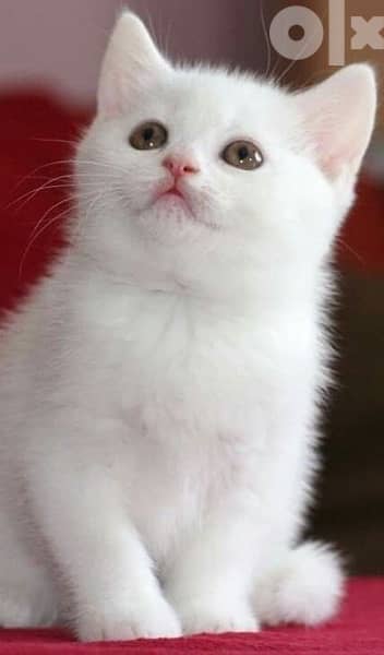 White British Kitten cutest 0