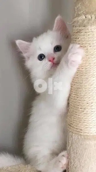 British shorthair Kitten White British shorthair Kitten White