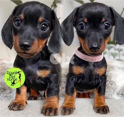 Teckel Dachshund Imported MINI Weiner