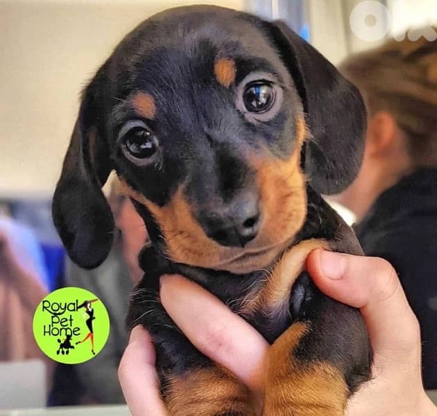 Teckel Dachshund Imported MINI Weiner 1