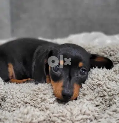 Imported Mini Dachshund black and brown Sausage dog