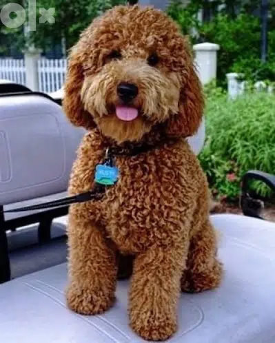 Mini Goldendoodle TEDDYBEAR Imported