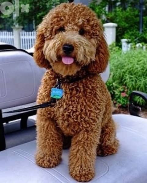 Mini Goldendoodle TEDDYBEAR Imported 0