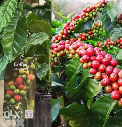 coffee arabica plant شجرة البن