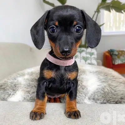 Imported Dachshund Lovey Black and Tan