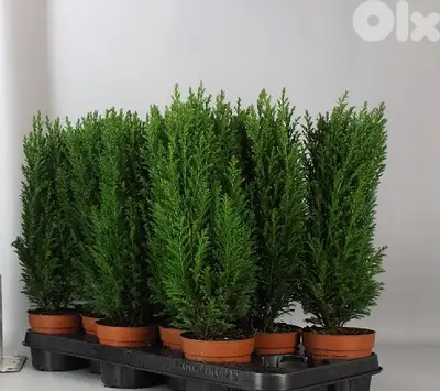 Ellwoodii cypress small trees