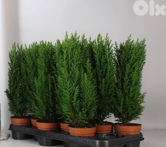 Ellwoodii cypress small trees 0
