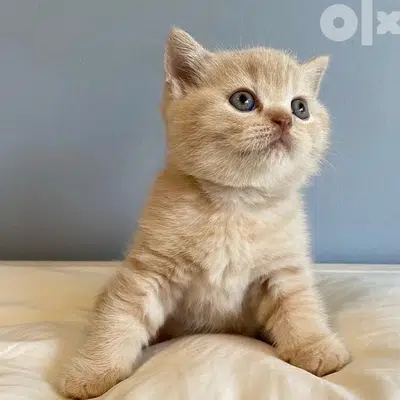 british shorthair  gold