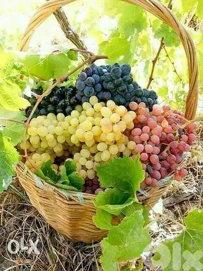 جميع انواع الاعناب والأشجار المثمرة والزينه