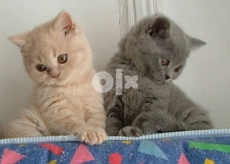 British kitten gold and grey 0
