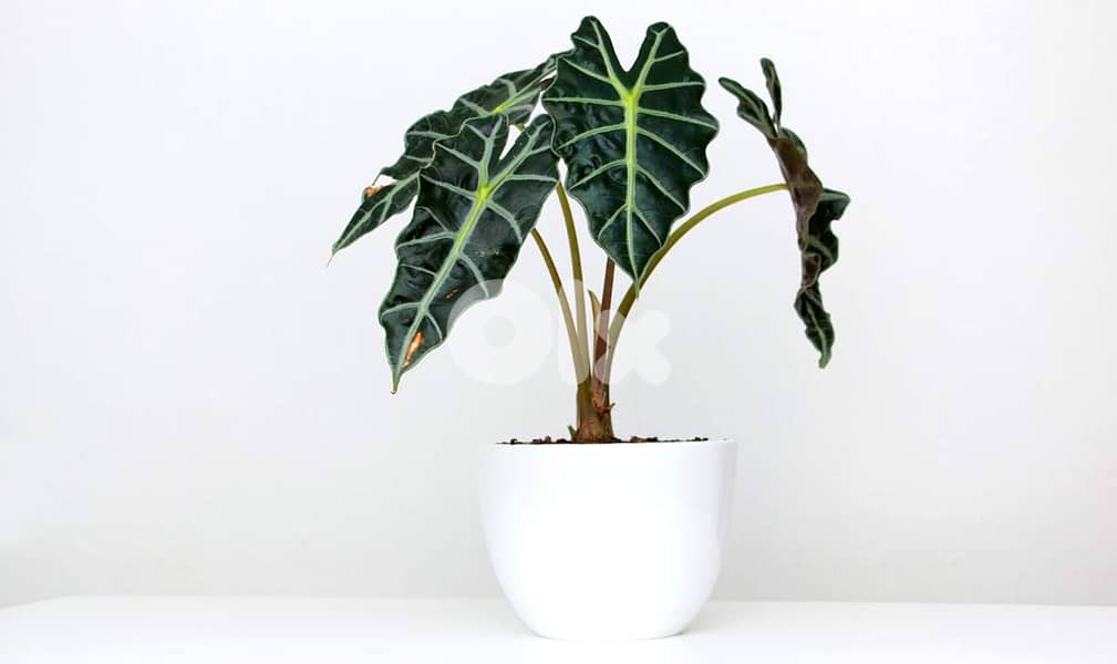 Alocasia polly 0