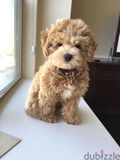Imported Maltipoo deamy delivery available