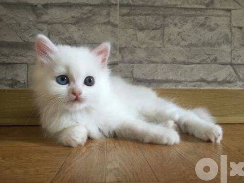British shorthair White 0