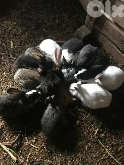 أرانب كبير للبيع  Rabbits