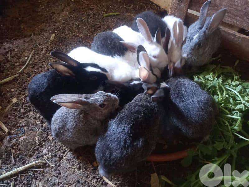 أرانب كبير للبيع  Rabbits 1