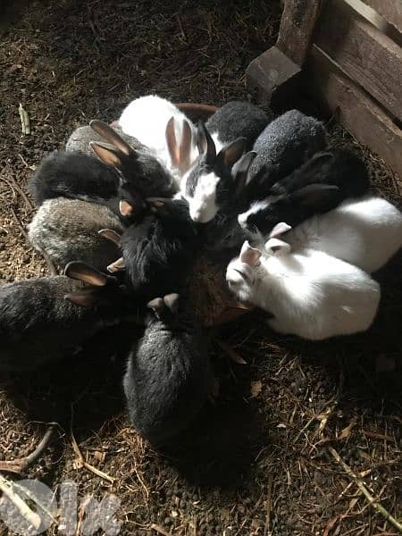 أرانب كبير للبيع  Rabbits 2