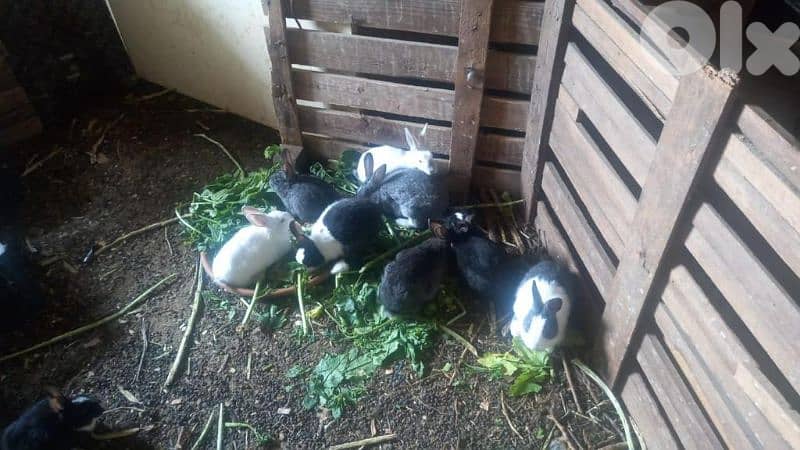 أرانب كبير للبيع  Rabbits 3