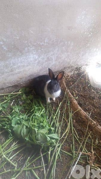أرانب كبير للبيع  Rabbits 4