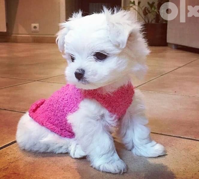 BICHON MALTESE AND MALTIPOO dogs SPECIAL OFFERS and more gifts 0