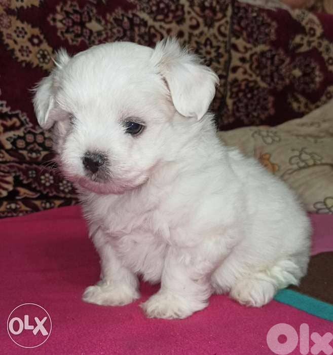 maltese bichon 0