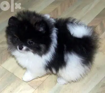 Pomeranian Small puppy Panda