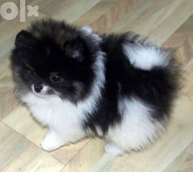 Pomeranian Small puppy Panda 0