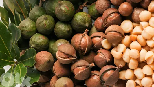 Spanish Macadamia trees
