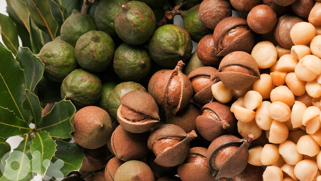 Spanish Macadamia trees 0