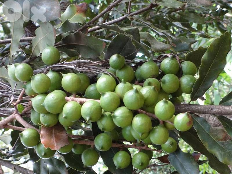 Spanish Macadamia trees 1